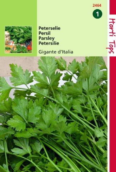 Parsley Gigante d'Italia (Petroselinum crispum)